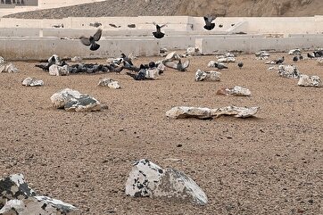 Həzrət Fatimeyi-Zəhranın (s) şəhadətinin ildönümü günlərində Əbutalib qəbiristanlığı