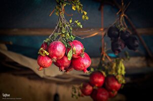 Fotogalerie: Granatapfelernte in Shiraz