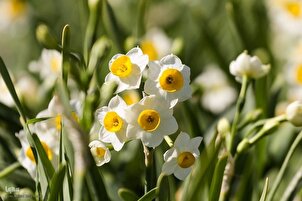 Narzissenernte im Südiran