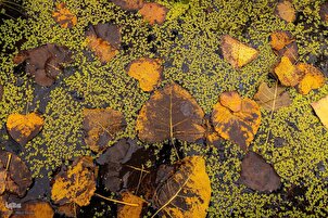 Natur im Herbst in den Wäldern Nordirans