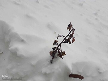 Snow Covers Urban, Rural Areas in NW Iran