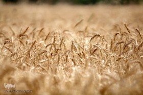 برداشت گندم در خوزستان
