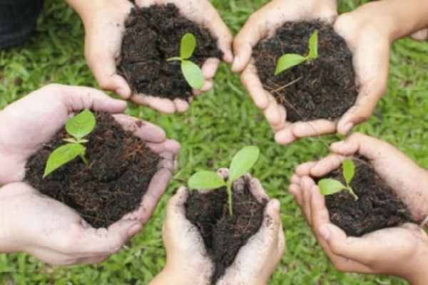 پویش هر ایرانی یک درخت کرمان