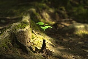 زندگانی‌ را بفهم