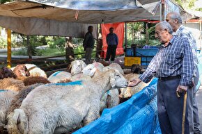 ذبح بهداشتی قربانی در شیرخوارگاه آمنه