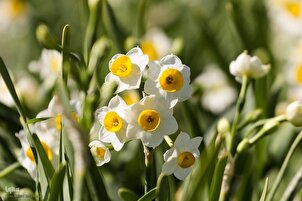 ईरान के दक्षिण में नर्जिस फूलों की कटाई