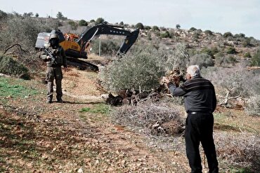 İşgalci İsrail bir haftada 3 binden fazla ağaca zarar verdi